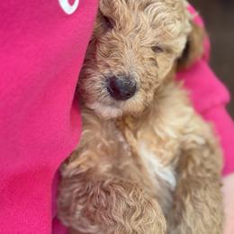 Steiner - Cream male Poodle puppy in Dayton, Washington from Country Sundance Poodles