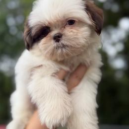Mal-Shi, Maltese, Maltipoo, Poodle, and Shih Tzu Puppies from Joy-Fur Puppies
