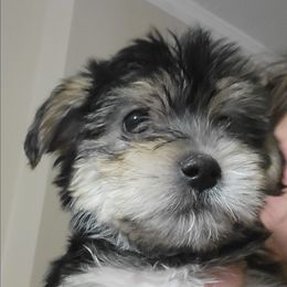 Shep - Black and gold male Morkie puppy in Gloucester, Virginia from Jenkins Morkies