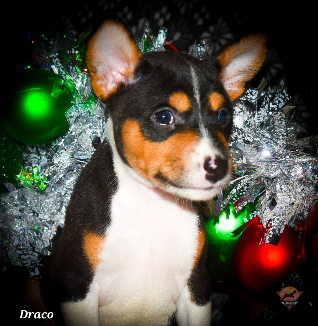 Draco - Tri-color male Basenji puppy in San Diego, California from Triforce Basenjis