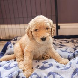 Greeny - male Goldendoodle puppy in Summerton, South Carolina from Lake Marion Kennels