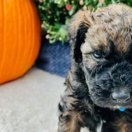 Boy 6 - Wheaten Whoodle puppy in Knoxville, Tennessee from Fleury Farm Doodles TN