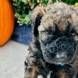Boy 6 - Wheaten Whoodle puppy in Knoxville, Tennessee from Fleury Farm Doodles TN