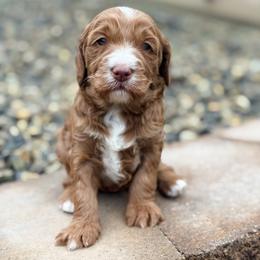 Slider - Red  male Goldendoodle puppy in Twin Falls, Idaho from Magic Valley Family Doodles
