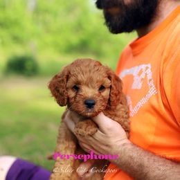 Persephone - Red female Cockapoo puppy in Canastota, New York from Silver City Cockapoos