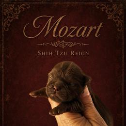 Mozart - Liver male Shih Tzu puppy in Kempner, Texas from Shih Tzu Reign