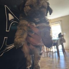 Shih Tzu, Shorkie, and Yorkshire Terrier Puppies from Great Mates