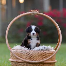 Mascarpone - Tri-color female Bernedoodle puppy in Denham Springs, Louisiana from GimiPup Doodles