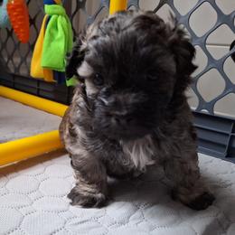 Cocoa Bean - Brindle male Mal-Shi puppy in Apollo Beach, Florida from Gemstone Exclusive Pups of Florida