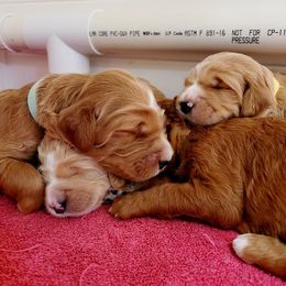 Goldendoodle Puppies from Doodle Devotion