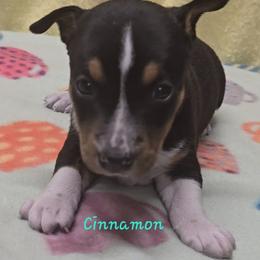 Girl 1 - Black tan and white female Rat Terrier puppy in Divide, Colorado from Outlaw Farm and Kennel
