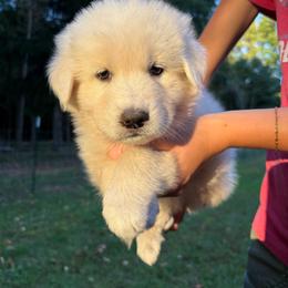Stara - pink collar girl - White female Maremma Sheepdog puppy in Kalamazoo, Michigan from Wild at Farm