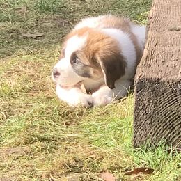Saint Bernard Puppies from Sara’s Saint Bernards