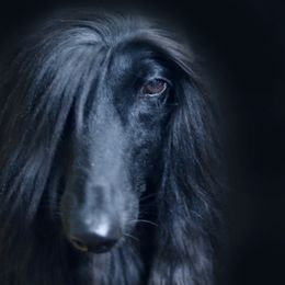 Afghan Hound All Grown Up from Bakura Afghans