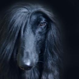 Afghan Hound All Grown Up from Bakura Afghans