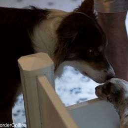 Border Collie Puppies from Air Capital Border Collies