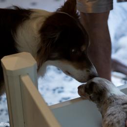 Border Collie Puppies from Air Capital Border Collies
