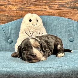 Binx - Black white and tan male Cockapoo puppy in Lancaster, Missouri from Cavapoo Acres