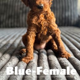 Goldendoodle Puppies from Beamans Doodle Farm