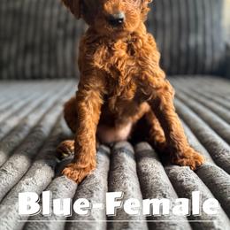 Goldendoodle Puppies from Beamans Doodle Farm