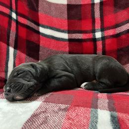 Great Dane and Yorkshire Terrier Puppies from Graham’s Danes