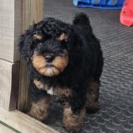 Doc - Bernedoodle puppy from Mi-De Doodles