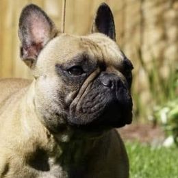 French Bulldogs from Puddletown Frenchies