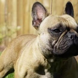 French Bulldogs from Puddletown Frenchies