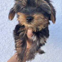Fluffy - Black and tan male Yorkshire Terrier puppy in Haines City, Florida from MF_Yorkies