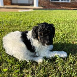 Red collar - Black male Poodle puppy in Huntsville, Alabama from Flint River Poodles