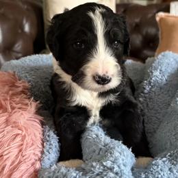 Steve - male Aussiedoodle puppy in Rochester, Massachusetts from Harmony Hill Doodles