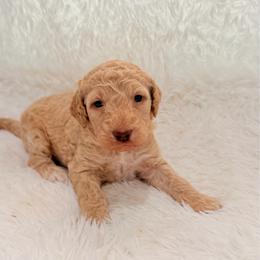 Penelope - Cream female Goldendoodle puppy in Arlington, Texas from Chambers Doodle Patch