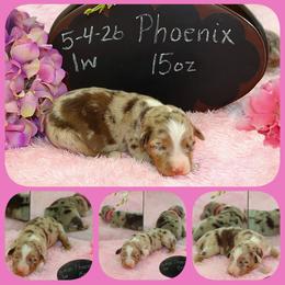 Phoenix - Red merle female Australian Shepherd puppy in Levelland, Texas from Once Upon a Time Aussies