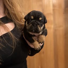 Boy - Black tri-color male Bulldog puppy in Bonney Lake, Washington from Sitka spruce bulldogs