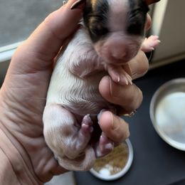 Papillon Puppies from Limited Run Papillons