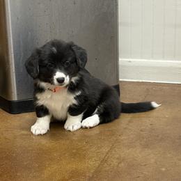 Midnight - Black and white female American Corgi puppy in Temple, Texas from Silver Moon Cardigan and American Corgis