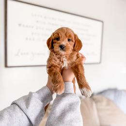 Icesprig - Red  female Goldendoodle puppy in Greencastle, Indiana from Willow & Co.