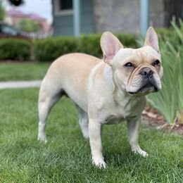 Winnie  - French Bulldog