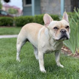 Winnie  - French Bulldog