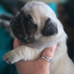 Rose - Fawn female Pug puppy in Olin, North Carolina from Piggy Pugs