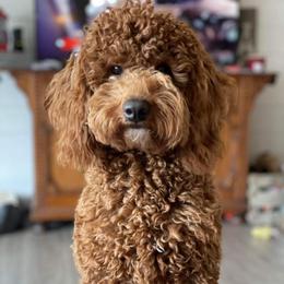 Millie - Goldendoodle