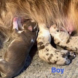 2 - Red merle male Miniature Australian Shepherd puppy in Cedar Creek, Texas from Rowdy Ranch Tx