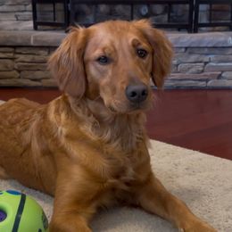 Amber - Golden Retriever