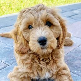 Goldendoodle Puppies from Melodies Daytona Doodles