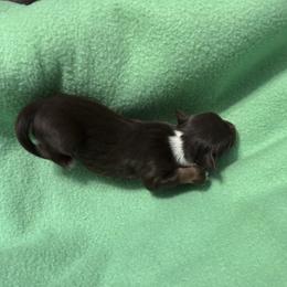 Boy 1 - Red tri-color male Australian Shepherd puppy in Wellington, Missouri from CV Aussies