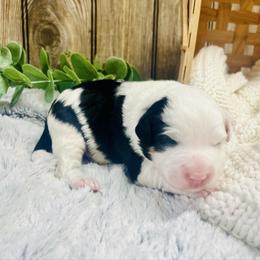 Linus - Black and white male Aussiedoodle puppy in Hamilton, Michigan from White Pine Farm