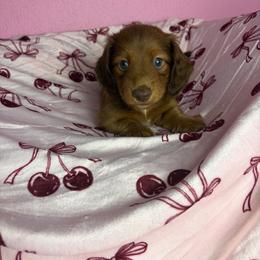 Dylan - Chocolate male Dachshund puppy in Lake City, Florida from My Ditzy Doxies of Florida