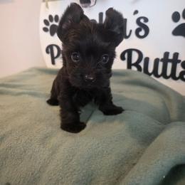 Isaac - Parti male Yorkshire Terrier puppy in Clermont, Florida from Bella's Prissy Butts