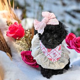 Cavapoo, Cockapoo, and Poodle Puppies from Heavenly Puppies to Love