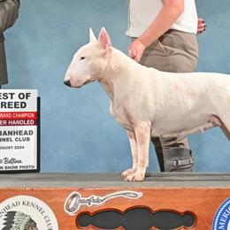 Bull Terriers from Castlerea Kennel/White Barn Farm
